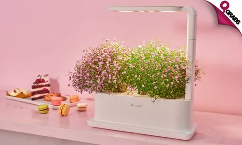 3-Plant Flora Grow Box!